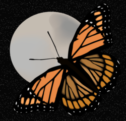 Butterfly and moon