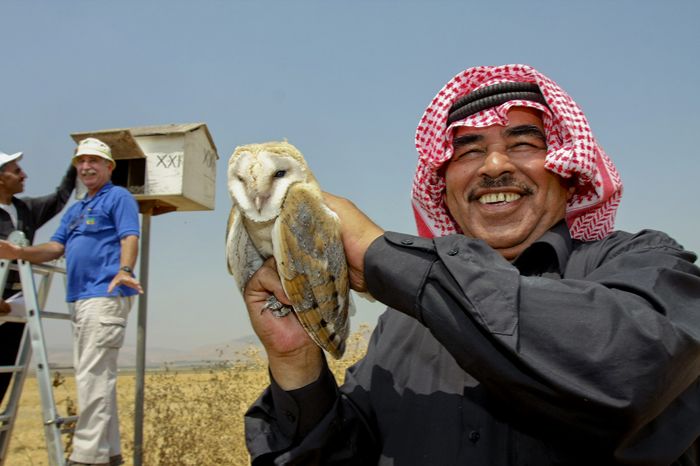 OWLS for PEACE